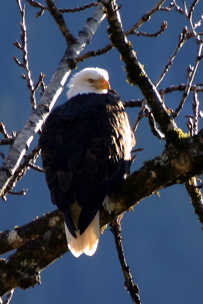 Bald Eagle