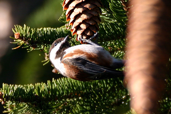 Chestnut-Backed Chickadee