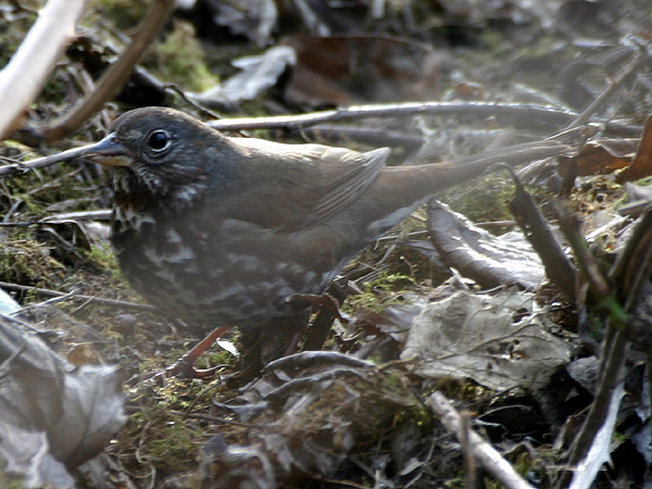 Fox Sparrow
