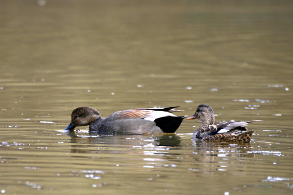 Gadwall