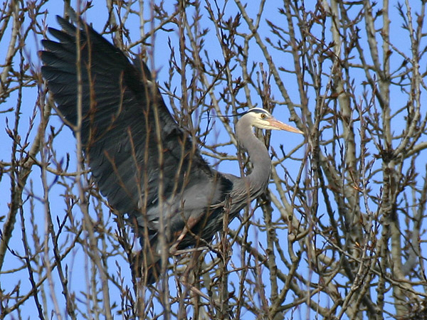Great Blue Heron