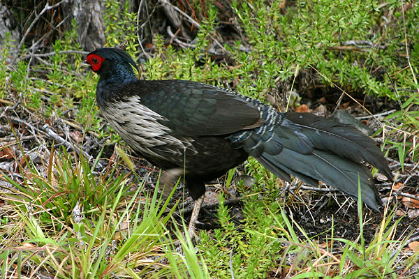 Kalij Pheasant