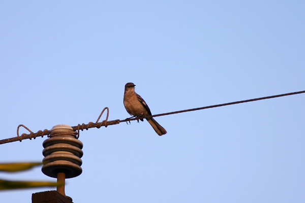 Northern Mockingbird