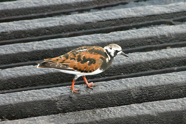 Ruddy Turnstone